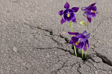Vibrant purple flowers thrive in a cracked asphalt surface, symbolizing resilience and beauty in urban landscapes