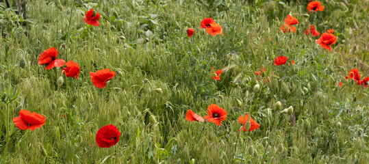 Vibrant poppies dancing in a sunlit field of green grass during a serene spring afternoon