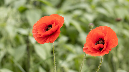 Vibrant poppies dancing in a gentle breeze under the warm sun on a serene spring day