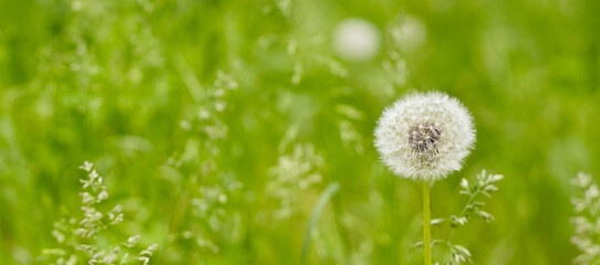 Delicate dandelion puff dancing in the gentle breeze of a vibrant green meadow under the warm sun