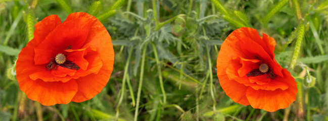Vibrant orange poppies bloom gracefully in a lush green meadow under the bright sun on a warm summer day