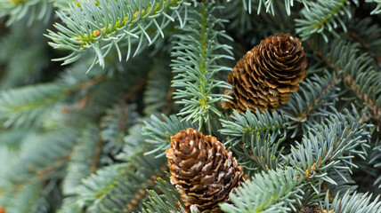 Lush evergreen branches adorned with rich pine cones create a serene woodland atmosphere in a tranquil forest setting