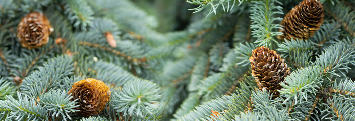 Pine cones nestled among lush green evergreen branches creating a serene forest atmosphere in a tranquil natural setting