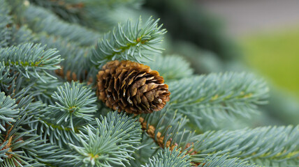 Pine cone nestled among lush evergreen branches in a serene forest during a sunny afternoon