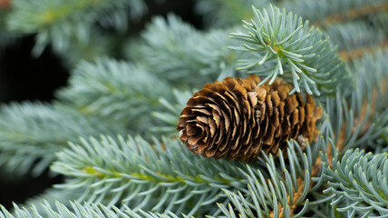 Cones resting among soft evergreen needles in a tranquil forest setting during early autumn, capturing nature's serene beauty