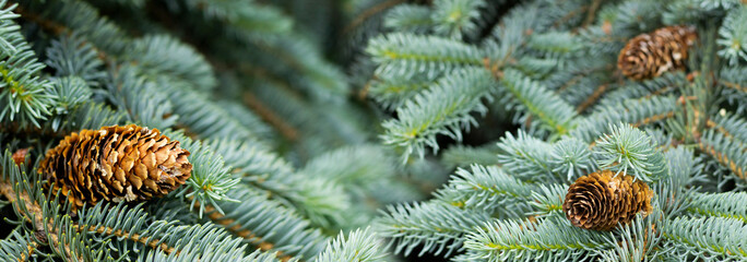 Beautiful conifer branches adorned with pine cones in a serene forest setting during the tranquil autumn season