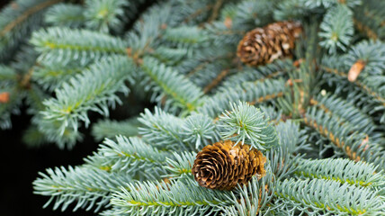 Embracing nature's beauty with pine cones nestled among lush green evergreens in a serene forest
