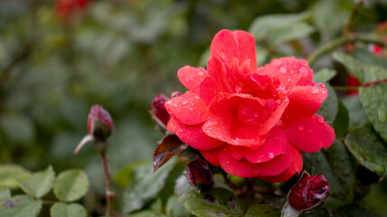 Vibrant red rose glistening with raindrops in a lush garden setting during a summer afternoon
