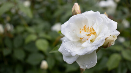 Delicate white rose glistening with raindrops in a lush garden setting under soft morning light