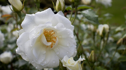 Delicate white rose blossoms glisten with dew in a tranquil garden setting at dawn, radiating beauty and elegance