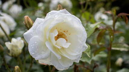 Delicate white rose glistening with raindrops in a vibrant garden setting during early morning hours