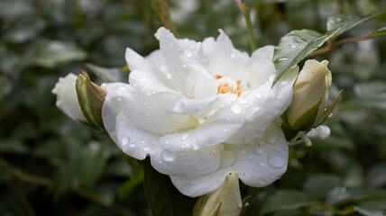 Blooming white rose adorned with morning dew amidst lush greenery in a serene garden setting