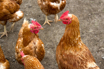 Chickens interacting in Kaisertal, Tyrol during a sunny afternoon in the tranquil countryside