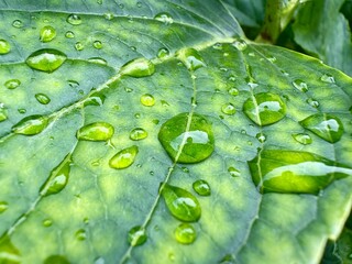 Wassertropfen auf grünem Blatt mit Struktur