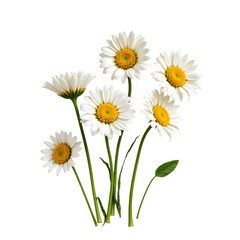 Beautiful Arrangement of White Daisies with Yellow Centers on a Transparent Background for Floral Design Projects