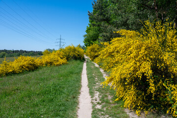 Field path through many yellow broom bushes