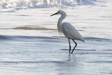 Snowy Egrets near the fishing pier at Daytona Beach in Daytona Beach, Florida