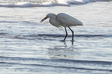 Snowy Egrets near the fishing pier at Daytona Beach in Daytona Beach, Florida