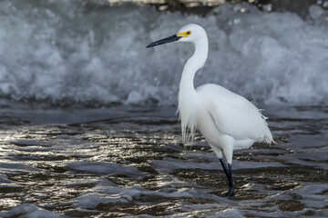 Snowy Egrets near the fishing pier at Daytona Beach in Daytona Beach, Florida