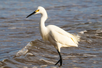 Snowy Egrets near the fishing pier at Daytona Beach in Daytona Beach, Florida