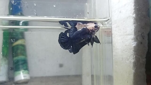 ornamental betta fish with panda pattern