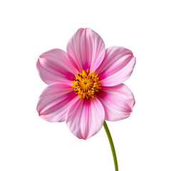 Obraz premium Delicate Pink Flower with Soft Petals and Vibrant Yellow Center Isolated on White Background