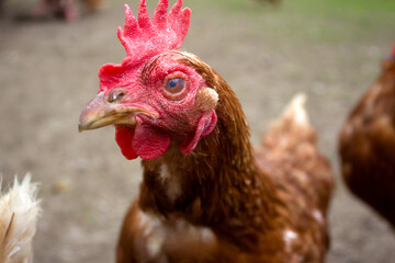 Kaisertal in Tyrol features lively chickens exploring their natural habitat during a sunny afternoon