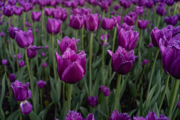 Saint Petersburg, Russia – May 2025: Macro view of vibrant purple fringed tulips blooming in a public garden in springtime.