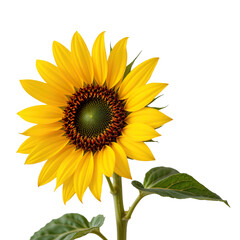 Naklejka premium Bright and Vibrant Sunflower with Green Leaves Isolated on White Background for Nature and Floral Concepts