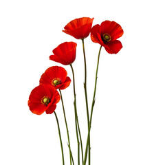 Fototapeta premium Bright Red Poppy Flowers Isolated on a White Background for Floral Art and Design Projects