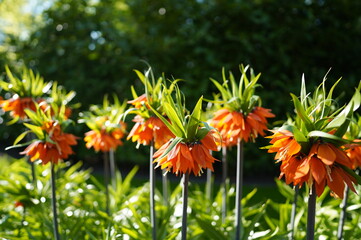 Fritillaria imperialis