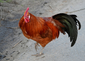 Majestic brown rooster with colorful feathers standing on a dirt road