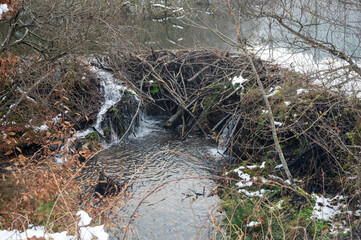 Beaver dam on the water in winter with some snow