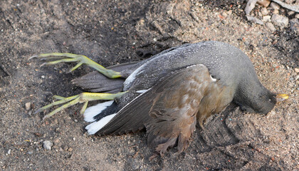 Deceased Common Moorhen (Gallinula chloropus) bird lying on the ground