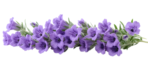 Purple flowers isolated on transparent background. PNG