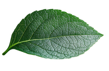 Green leaf isolated on transparent background. PNG