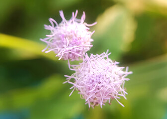 Thin-Petaled Purple Flower Cluster