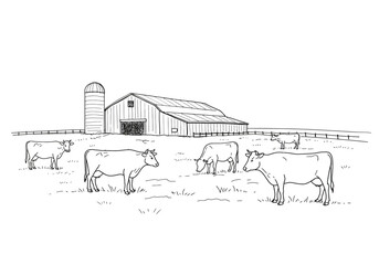 Cow farm drawing. It is a simple, black and white outline sketch of cows grazing in a field with a barn and silo. Vector sketch line art draw.