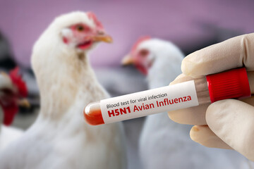 A test tube with a blood test for h5n1 avian influenza. The concept of an avian flu pandemic. Checking the chicken for diseases.