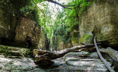 Sunlight filters through dense foliage in picturesque ravine. Fallen tree spans rocky terrain,...
