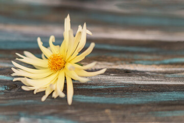 yellow dahlia. close-up. natural board. gray and turquoise color. beautiful background