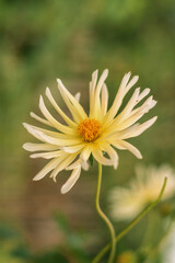 yellow dahlia growing on a bush