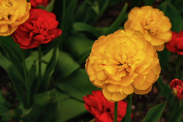 lots of beautiful large red and yellow tulips outdoors close-up