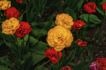lots of beautiful large red and yellow tulips outdoors close-up