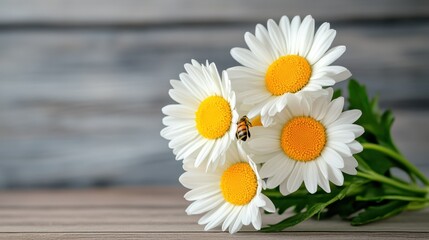 Bright white daisies with yellow centers bloom gracefully, while a bee gathers nectar, capturing the essence of nature's beauty and the vital role of pollinators in our ecosystem.