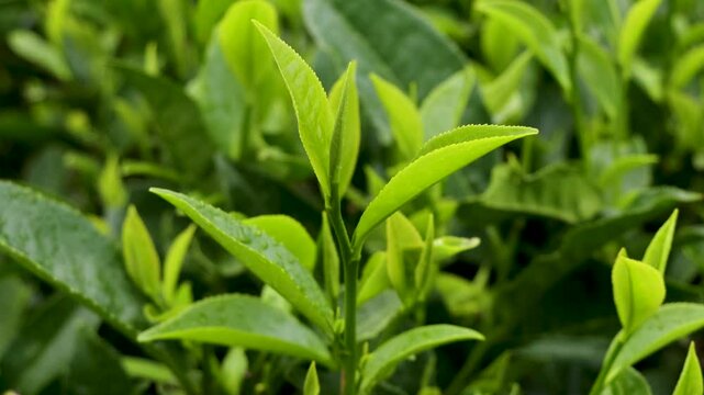 Close-up of vibrant green tea leaves in a Nepalese Himalayan tea plantation. Traditional farming in lush mountain gardens.