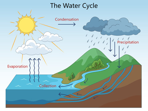 Educational illustration showing the water cycle with labeled stages evaporation, condensation, precipitation, and collection hand drawn schematic raster illustration. Science educational illustration