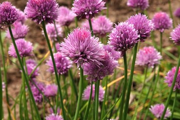 Kwitnący szczypiorek - fioletowe kwiaty szczypiorku © tomo81