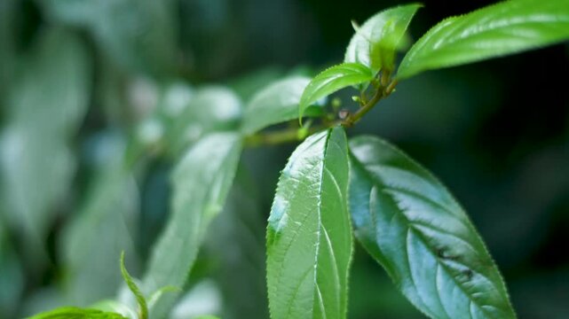 fly on shiny-leaf buckthorn, the traditional Ethiopian beer ingredient with wind movement