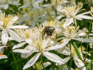 Pollinating Beetle on Abundant White Clematis Flowers